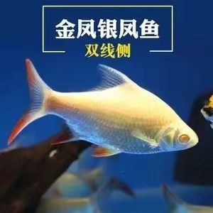龍魚配泰國鯽魚可以嗎：龍魚和泰國鯽魚可以混養(yǎng)嗎 龍魚配泰國鯽魚可以嗎：龍魚和泰國鯽魚可以混養(yǎng)嗎 龍魚百科 第5張