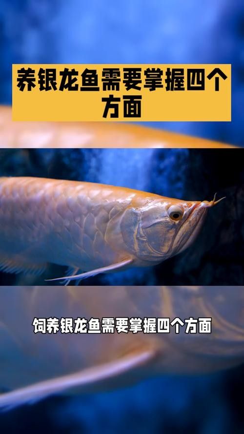 銀龍魚飼養技巧視頻大全圖解