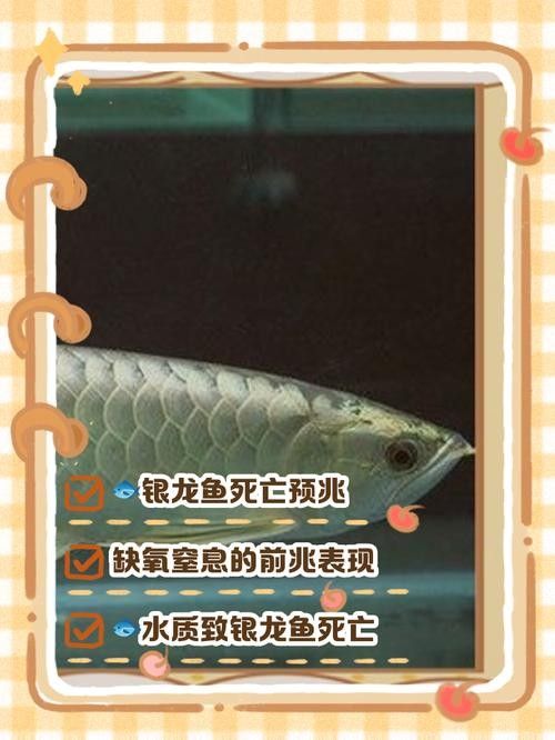 銀龍魚飼養技巧視頻大全圖解
