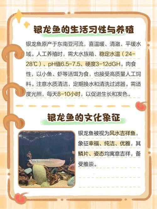 銀龍魚飼養技巧視頻大全圖解