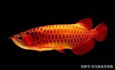 龍魚可以和招財(cái)魚一起養(yǎng)嗎（龍魚和招財(cái)魚在水質(zhì)需求上存在一定的差異，龍魚招財(cái)魚混養(yǎng)的食物搭配）