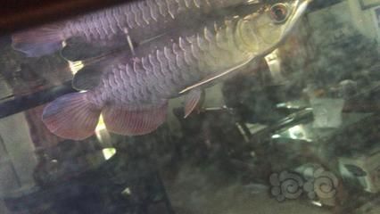 龍魚喂幾條：龍魚喂幾條合適？ 龍魚喂幾條：龍魚喂幾條合適？ 龍魚百科 第4張