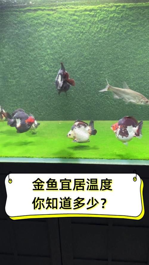 金魚可以和金龍魚一起養(yǎng)嗎