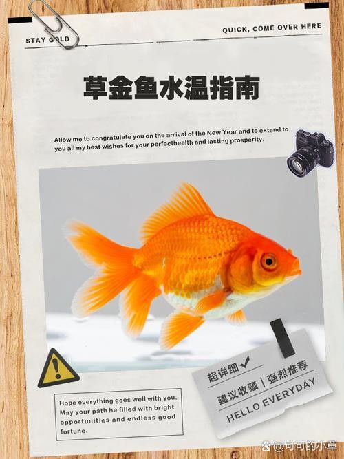 金魚可以和金龍魚一起養(yǎng)嗎