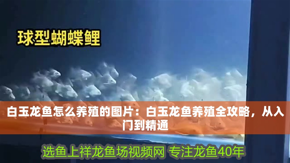 <strong><mark>白玉</mark></strong>龍魚怎么養殖的圖片：<strong><mark>白玉</mark></strong>龍魚養殖全攻略，從入門到精通