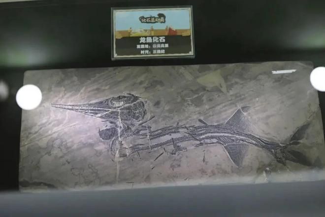 龍魚常見品種飼養與現狀論文摘要：關于龍魚常見品種飼養與現狀論文摘要