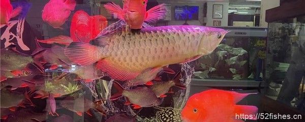 龍魚多大容易掉眼：龍魚掉眼與水質的關系，龍魚掉眼的科學預防方法