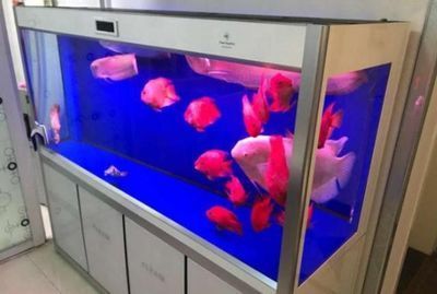 紅龍魚魚缸配什么除澡魚糞好【紅龍魚缸配什么除澡魚糞好找到37篇資料作為參考】 龍魚百科 第1張 紅龍魚魚缸配什么除澡魚糞好【紅龍魚缸配什么除澡魚糞好找到37篇資料作為參考】 紅龍魚魚缸配什么除澡魚糞好【紅龍魚缸配什么除澡魚糞好找到37篇資料作為參考】 龍魚百科 第1張