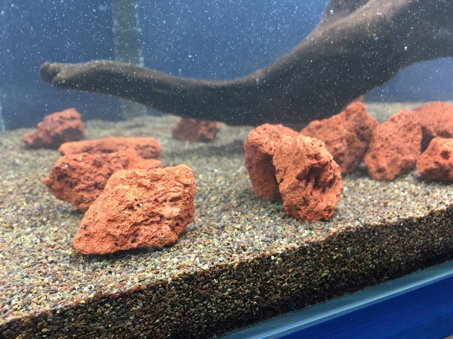 紅龍魚魚缸配什么除澡魚糞好【紅龍魚缸配什么除澡魚糞好找到37篇資料作為參考】 龍魚百科 第2張 紅龍魚魚缸配什么除澡魚糞好【紅龍魚缸配什么除澡魚糞好找到37篇資料作為參考】 紅龍魚魚缸配什么除澡魚糞好【紅龍魚缸配什么除澡魚糞好找到37篇資料作為參考】 龍魚百科 第2張