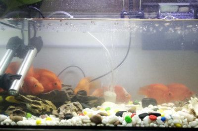 紅龍魚魚缸配什么除澡魚糞好【紅龍魚缸配什么除澡魚糞好找到37篇資料作為參考】 龍魚百科 第5張 紅龍魚魚缸配什么除澡魚糞好【紅龍魚缸配什么除澡魚糞好找到37篇資料作為參考】 紅龍魚魚缸配什么除澡魚糞好【紅龍魚缸配什么除澡魚糞好找到37篇資料作為參考】 龍魚百科 第5張