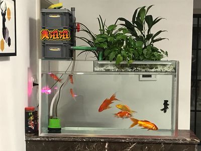 紅龍魚魚缸配什么除澡魚糞好【紅龍魚缸配什么除澡魚糞好找到37篇資料作為參考】 龍魚百科 第3張 紅龍魚魚缸配什么除澡魚糞好【紅龍魚缸配什么除澡魚糞好找到37篇資料作為參考】 紅龍魚魚缸配什么除澡魚糞好【紅龍魚缸配什么除澡魚糞好找到37篇資料作為參考】 龍魚百科 第3張