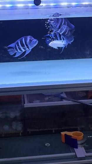 龍魚可以和薩伊藍混養嗎圖片大全 龍魚百科 第2張 龍魚可以和薩伊藍混養嗎圖片大全 龍魚可以和薩伊藍混養嗎圖片大全 龍魚百科 第2張