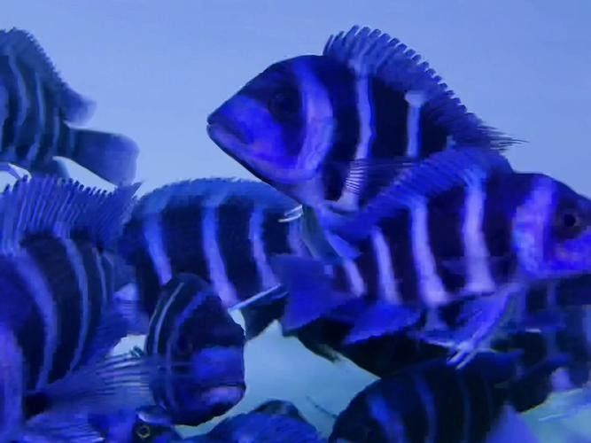 龍魚可以和薩伊藍混養嗎圖片大全 龍魚百科 第4張 龍魚可以和薩伊藍混養嗎圖片大全 龍魚可以和薩伊藍混養嗎圖片大全 龍魚百科 第4張