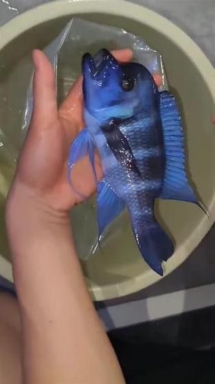 龍魚可以和薩伊藍混養嗎圖片大全 龍魚百科 第20張 龍魚可以和薩伊藍混養嗎圖片大全 龍魚可以和薩伊藍混養嗎圖片大全 龍魚百科 第20張