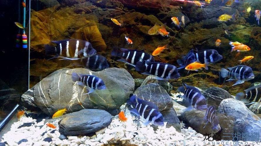 龍魚可以和薩伊藍混養嗎圖片大全 龍魚百科 第22張 龍魚可以和薩伊藍混養嗎圖片大全 龍魚可以和薩伊藍混養嗎圖片大全 龍魚百科 第22張