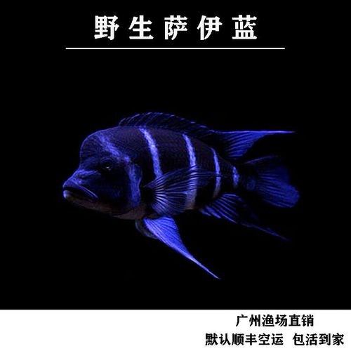 龍魚可以和薩伊藍混養嗎圖片大全 龍魚百科 第13張 龍魚可以和薩伊藍混養嗎圖片大全 龍魚可以和薩伊藍混養嗎圖片大全 龍魚百科 第13張