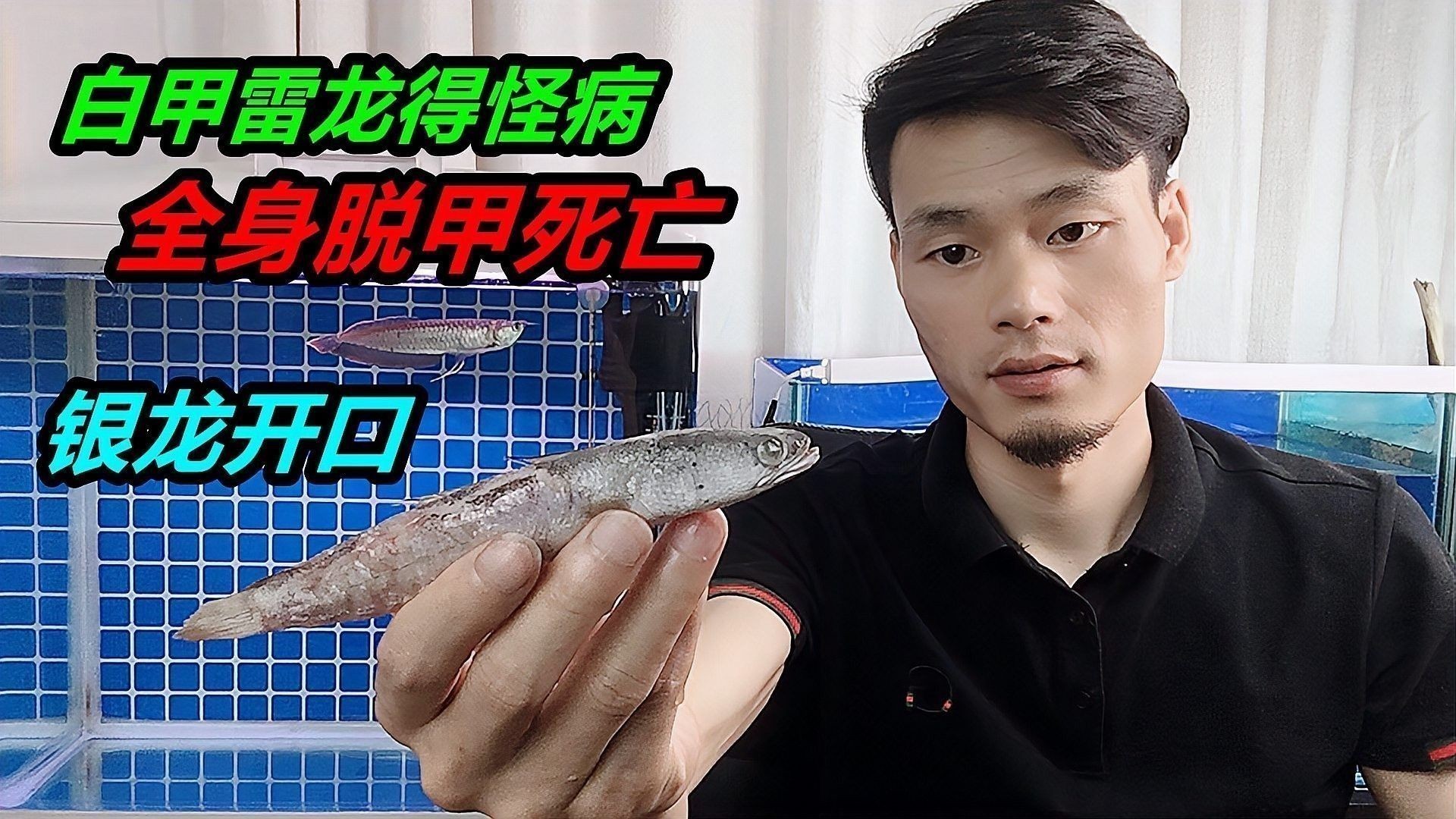 龍魚死后如何判斷是否腐敗？ 龍魚死后如何判斷是否腐??？ 龍魚百科 第1張