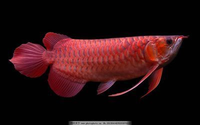 紅金龍魚手機壁紙（關于紅金龍魚手機壁紙）