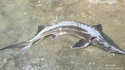 尋龍魚多少錢一斤？（鱘龍魚價格大致在20-30元一斤之間）