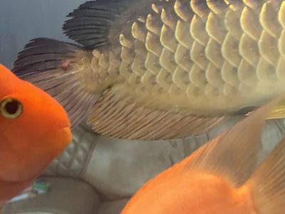 龍魚美容怎么要把尾巴割散掉：龍魚美容怎么要把尾巴割散掉詳情