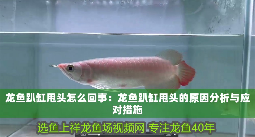 龍魚趴缸甩頭怎么回事：龍魚趴缸甩頭的原因分析與應(yīng)對措施 龍魚趴缸甩頭怎么回事：龍魚趴缸甩頭的原因分析與應(yīng)對措施 龍魚百科 第1張