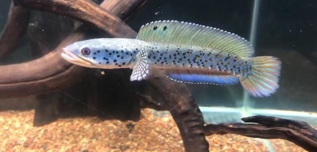 雷龍魚性別對體色影響探究:雷龍魚的性別對其體色有影響,雷龍魚的性別會影響其體色 龍魚百科 第5張 雷龍魚性別對體色影響探究:雷龍魚的性別對其體色有影響,雷龍魚的性別會影響其體色 雷龍魚性別對體色影響探究:雷龍魚的性別對其體色有影響,雷龍魚的性別會影響其體色 龍魚百科 第5張