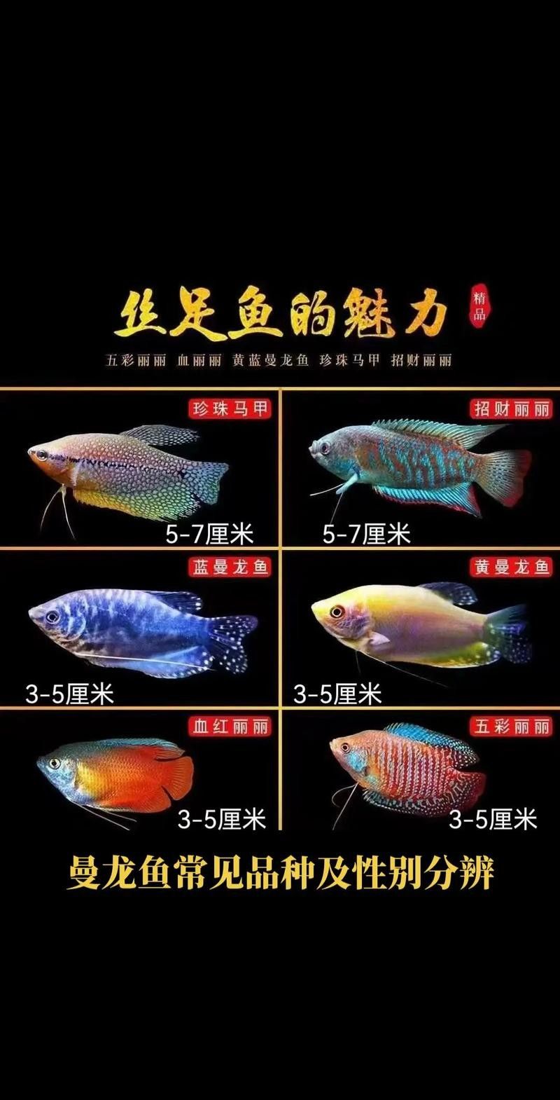 銀龍魚和曼龍魚哪個(gè)更適合新手飼養(yǎng)？ 銀龍魚和曼龍魚哪個(gè)更適合新手飼養(yǎng)？ 龍魚百科 第8張
