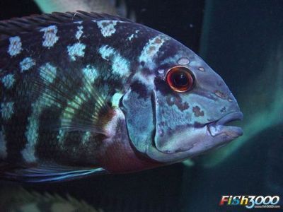 黑云魚和龍魚混養：黑云魚和龍魚可以混養嗎