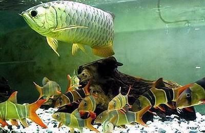 關于龍魚身上的黏液脫落：龍魚身上的黏液脫落怎么辦
