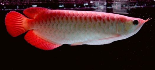 關(guān)于龍魚身上的黏液脫落：龍魚身上的黏液脫落怎么辦