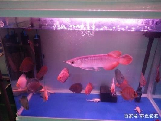 魚缸里的水渾濁有泡沫怎么回事（如何正確使用除氯劑魚缸過濾器維護技巧魚缸水質老化的自然消散方式） 魚缸里的水渾濁有泡沫怎么回事（如何正確使用除氯劑魚缸過濾器維護技巧魚缸水質老化的自然消散方式） 龍魚百科 第5張