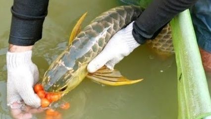 金龍魚吃蝦好不好：金龍魚可以吃蝦嗎