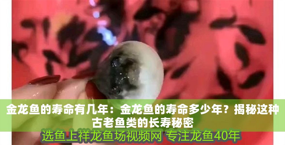 金龍魚的壽命有幾年：金龍魚的壽命多少年？揭秘這種古老魚類的長壽秘密