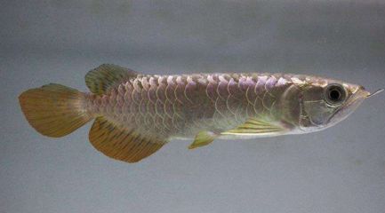 過背藍(lán)底金龍魚多少錢（過背藍(lán)底金龍魚的價(jià)格）