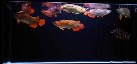 紅龍魚呼吸鰓張很大（發現紅龍魚呼吸鰓張很大，應及時檢測水質，觀察魚的其他癥狀） 紅龍魚呼吸鰓張很大（發現紅龍魚呼吸鰓張很大，應及時檢測水質，觀察魚的其他癥狀） 龍魚百科 第2張