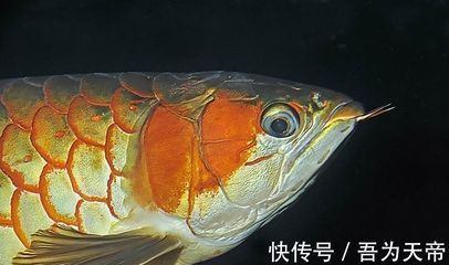 紅龍魚呼吸鰓張很大（發現紅龍魚呼吸鰓張很大，應及時檢測水質，觀察魚的其他癥狀） 紅龍魚呼吸鰓張很大（發現紅龍魚呼吸鰓張很大，應及時檢測水質，觀察魚的其他癥狀） 龍魚百科 第4張