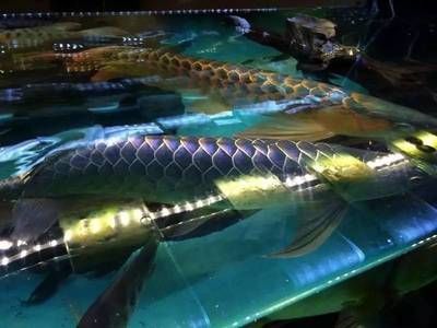 武吉美拉龍魚是哪個國家的（武吉美拉龍魚是一種原產于馬來西亞的龍魚種群） 武吉美拉龍魚是哪個國家的（武吉美拉龍魚是一種原產于馬來西亞的龍魚種群） 龍魚百科 第4張