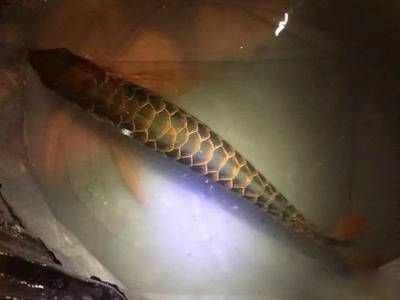 武吉美拉龍魚是哪個國家的（武吉美拉龍魚是一種原產于馬來西亞的龍魚種群） 武吉美拉龍魚是哪個國家的（武吉美拉龍魚是一種原產于馬來西亞的龍魚種群） 龍魚百科 第5張