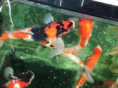為什么一定要買印尼紅龍魚養(yǎng)：印尼紅龍魚是一種具有特殊魅力的淡水魚，飼養(yǎng)起來需要專業(yè)知識