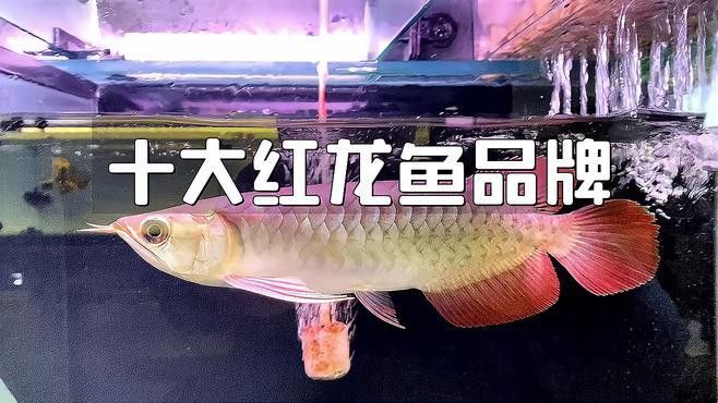 給我推薦一些優質的紅龍魚品牌或商家