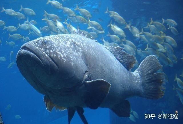 龍躉魚不能隨便念 龍魚百科 第3張 龍躉魚不能隨便念 龍躉魚不能隨便念 龍魚百科 第3張