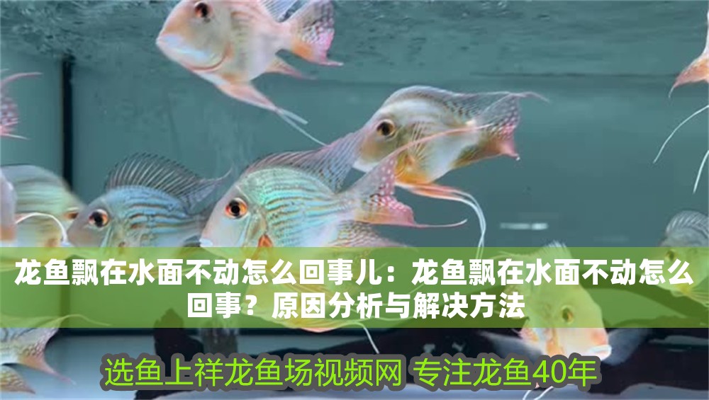 龍魚飄在水面不動怎么回事兒：龍魚飄在水面不動怎么回事？原因分析與解決方法