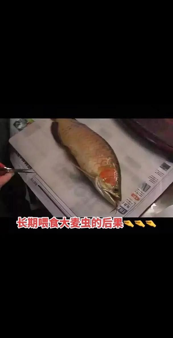 龍魚專用餌料配方大全圖解
