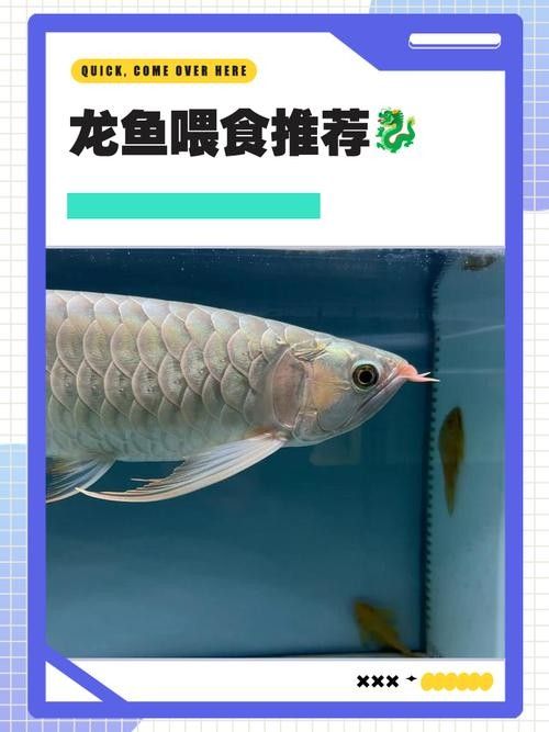 龍魚專用餌料配方大全圖解