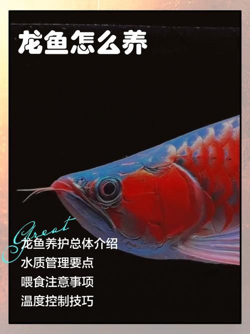 龍魚專用餌料配方大全圖解