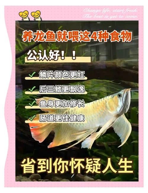 龍魚專用餌料配方大全圖解