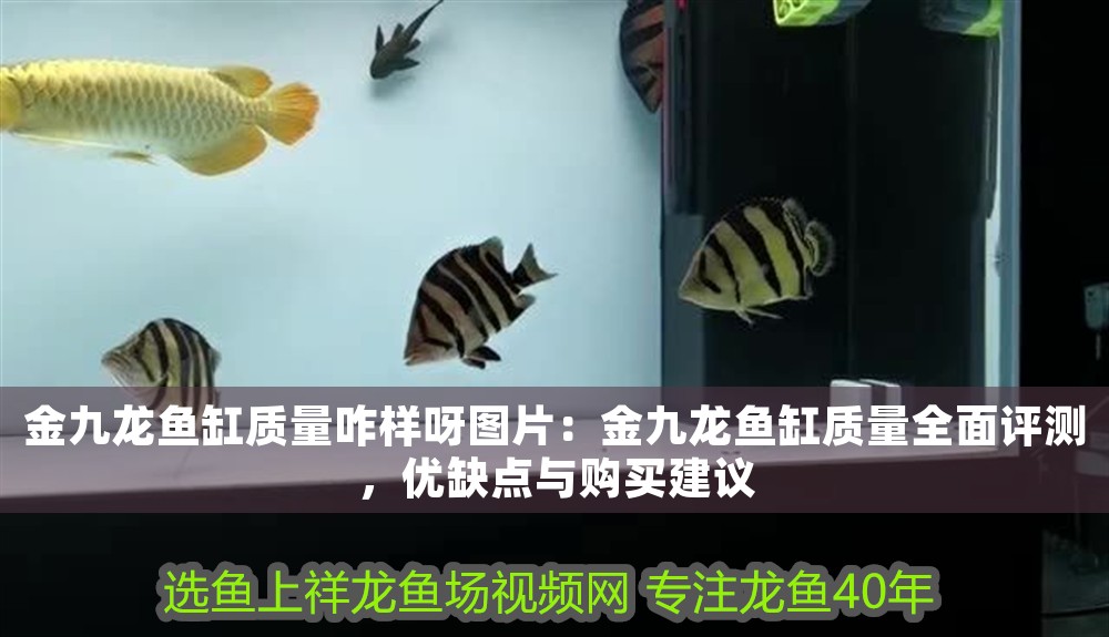金九龍魚(yú)缸質(zhì)量咋樣呀圖片：金九龍魚(yú)缸質(zhì)量全面評(píng)測(cè)，優(yōu)缺點(diǎn)與購(gòu)買(mǎi)建議
