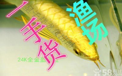 北京紅龍魚魚場地址查詢電話：北京紅龍魚漁場位于北京市朝陽區(qū)望京東園三區(qū)八號樓 北京紅龍魚魚場地址查詢電話：北京紅龍魚漁場位于北京市朝陽區(qū)望京東園三區(qū)八號樓 龍魚百科 第5張
