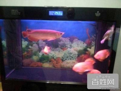 北京紅龍魚魚場地址查詢電話：北京紅龍魚漁場位于北京市朝陽區(qū)望京東園三區(qū)八號樓 北京紅龍魚魚場地址查詢電話：北京紅龍魚漁場位于北京市朝陽區(qū)望京東園三區(qū)八號樓 龍魚百科 第4張