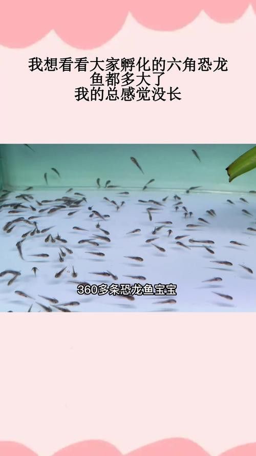虎斑恐龍魚繁殖方式有哪些種類圖片 虎斑恐龍魚繁殖方式有哪些種類圖片 龍魚百科 第25張